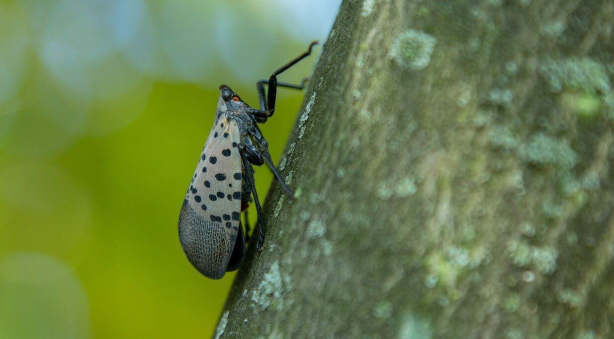 LATERNFLY